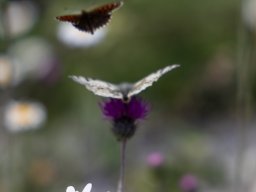 wandernacht 26_02